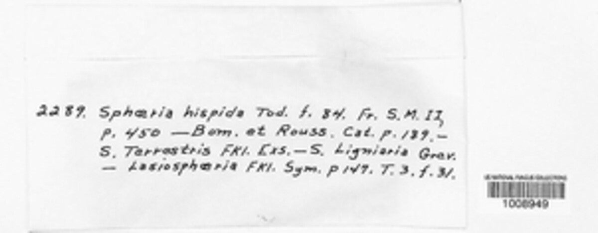 Lasiosphaeris hispida image